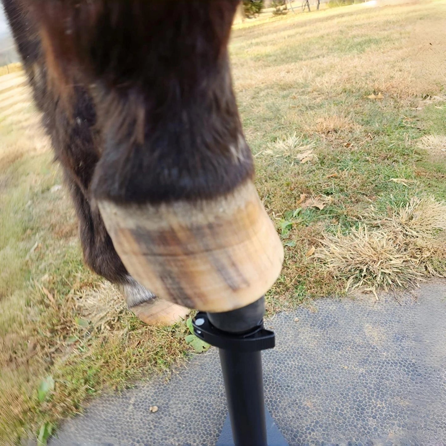 Fully adjustable Hoof Stand And Cradle Farrier/Trimmer